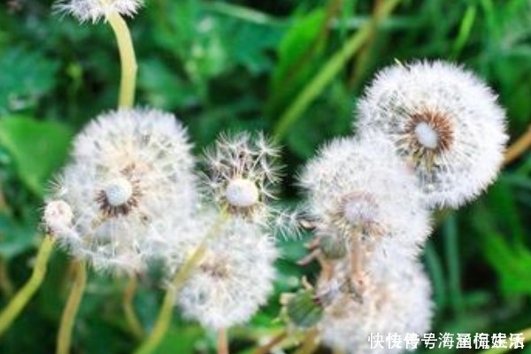 蒲公英泡水|提醒蒲公英泡水时要注意3件事,泡对了,才是“药草皇后”