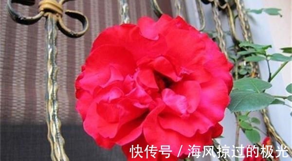 夏洛特|20种月季花品种介绍，简直美爆了！收藏啦……！