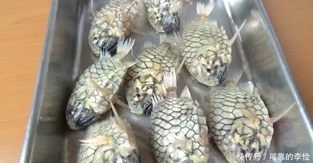 剪刀|小伙网购8条“石头鱼”,太硬连剪刀也治不了,无奈如此处理