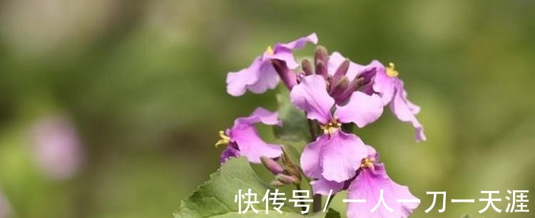 农历|小孩在农历这个月出生,聪明孝顺运势旺,定能成为人生赢家!