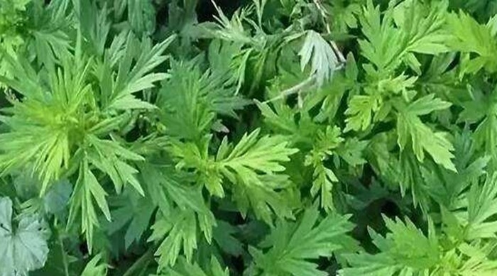 夏天常用“艾叶”煮水洗头,三天一次,连用一周4大变化收入囊中