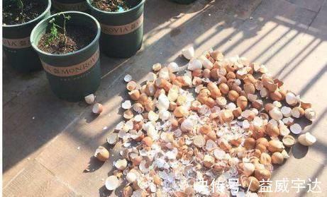 这2样东西,丢了是垃圾,养花却是宝贝,家家户户都有