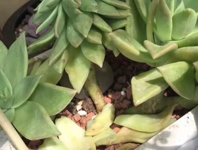 花花|好好的多肉突然掉叶子?3个护叶小细节,助你的多肉安稳度过夏天