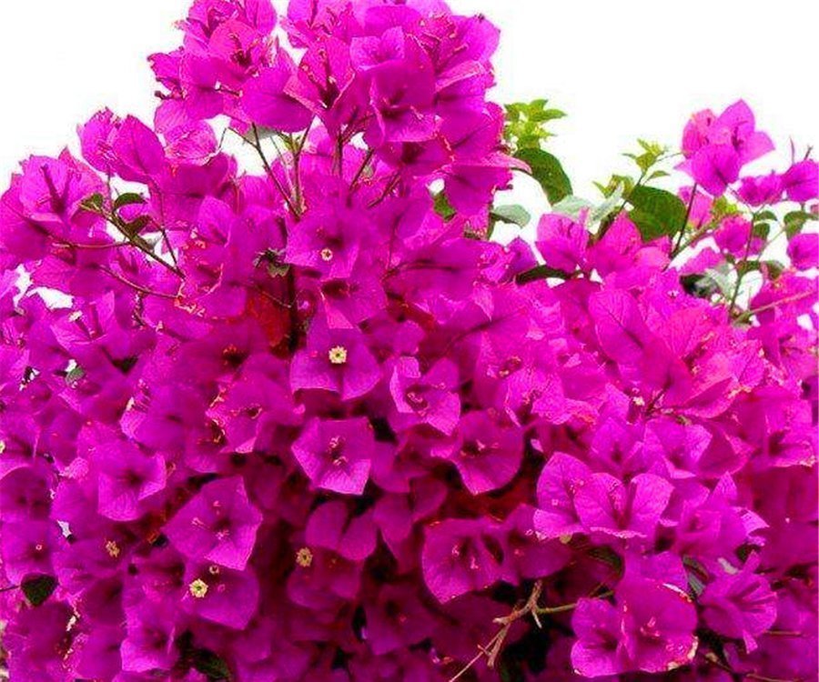 枝繁叶茂|三角梅有“4怕”，难怪枝繁叶茂不开花，学会了花朵多得压弯枝头