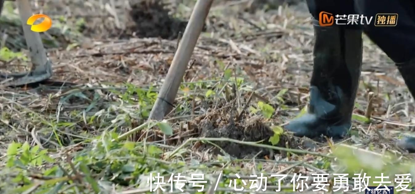 向往的生活5|《向往的生活5》集體勞動種樹,黃雅莉成功出圈,張藝興廣受好評