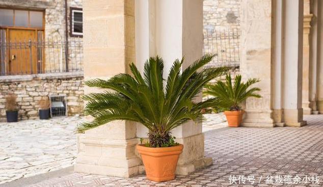 太多人不知道,在家里放上这几款植物,既能驱蚊还能吸甲醛