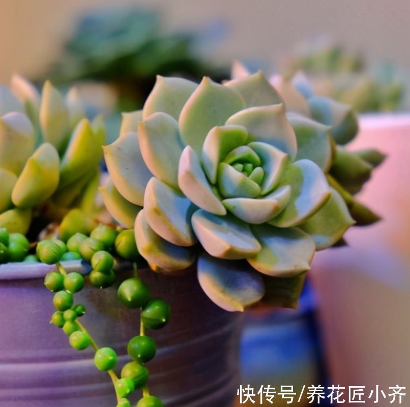 多肉植物|新手阳台养多肉的2个“烦恼”,不要着急,要针对“问题”去解决