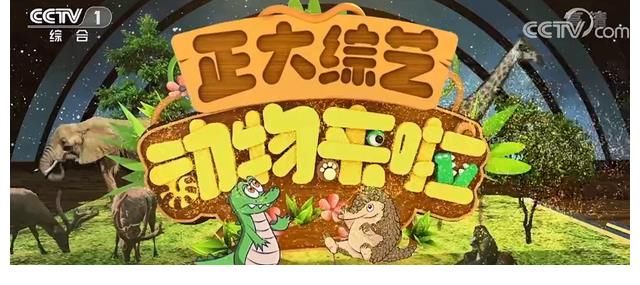 张舒越,任重道远,入职央视一套6个月了身份还是外景主持人