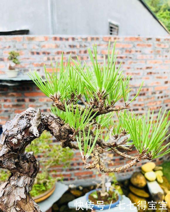 缩龙成寸|一棵爆皮非常到位的山松盆景,各位大神进来看看,这算不算精品?