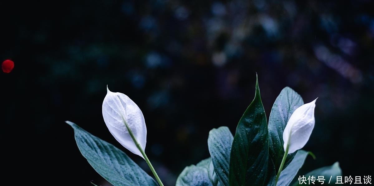 抓紧|5种“喜阴花”,不要长时间晒太阳,屋外若有,抓紧搬进屋!