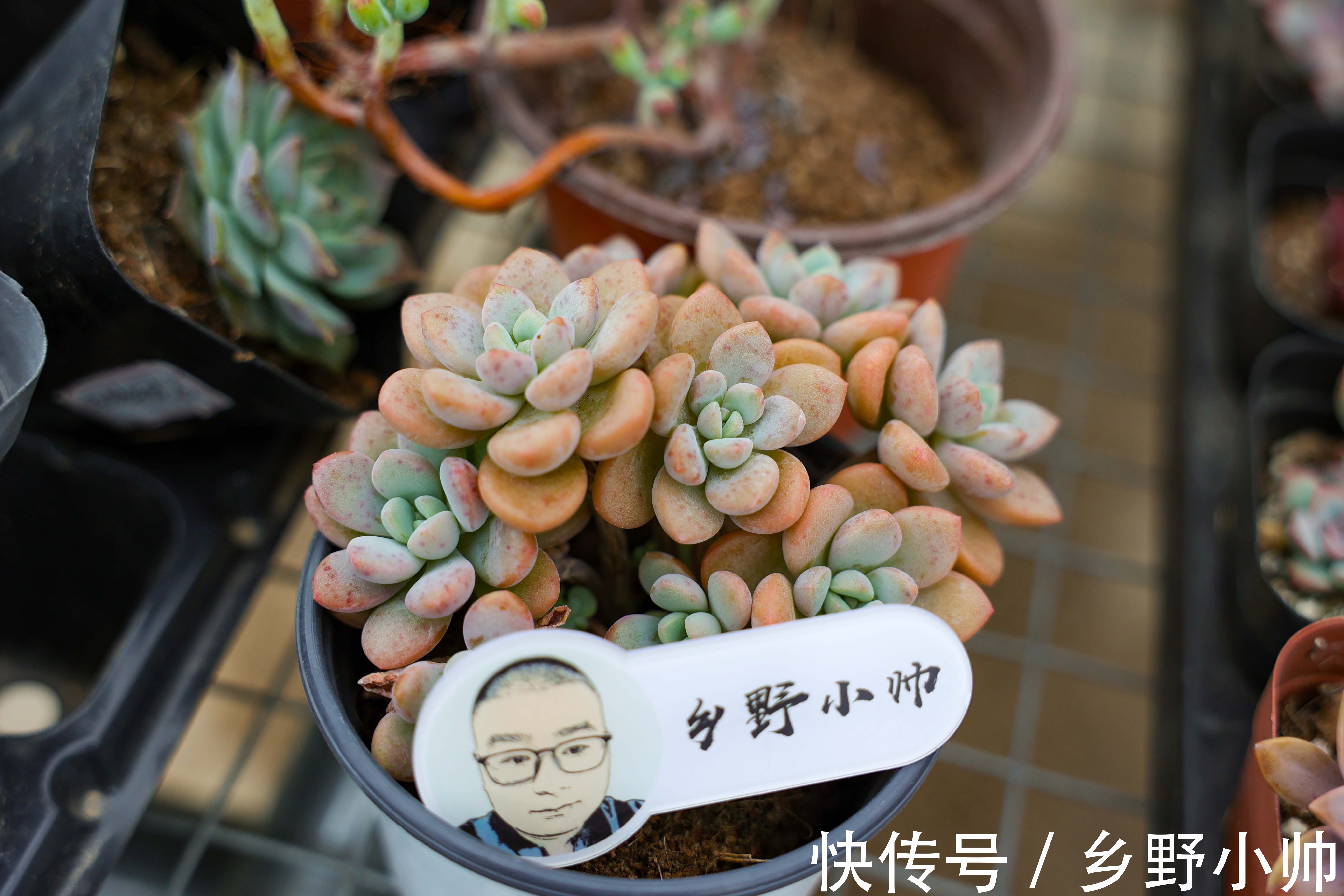 多肉什么情况下可以砍头?砍头后有什么差别?如何养护得更好?