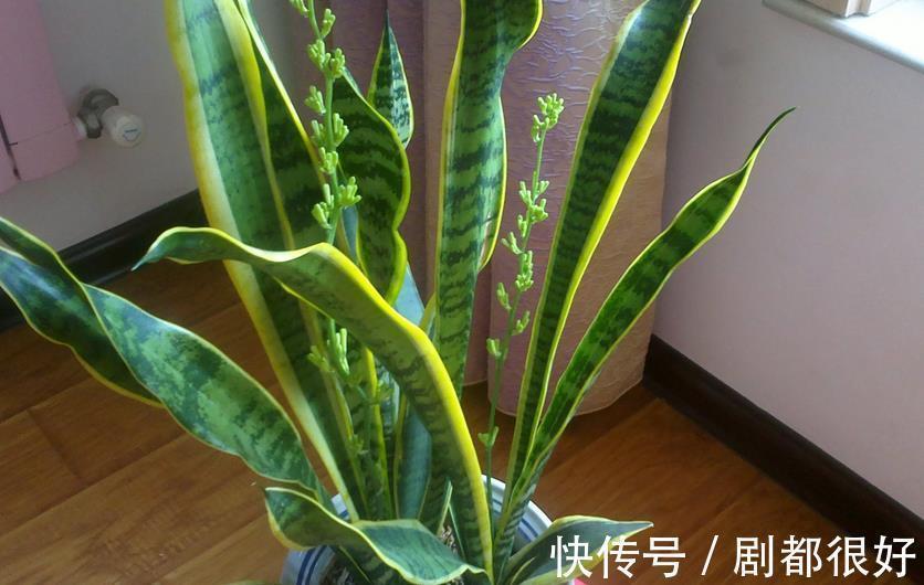 三伏天,养花难就盆栽虎皮兰,净化效果好,打理只需抓住3点