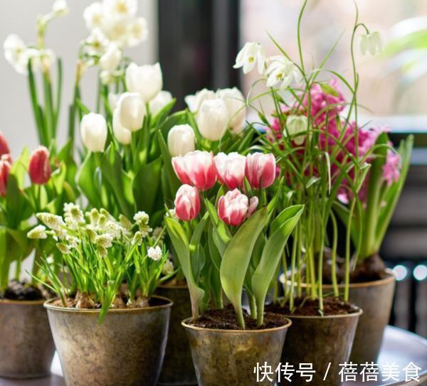 叶片|6款花现在养一盆正当时,价格便宜好养护,春节前后开满花