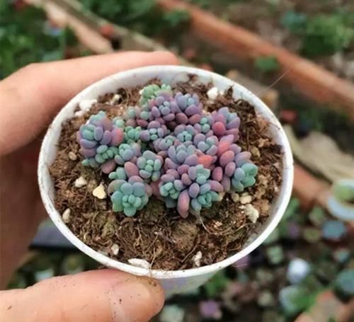 系列|多肉中的“美人系列”,这六种是代表,养护简单颜值高,适合新手