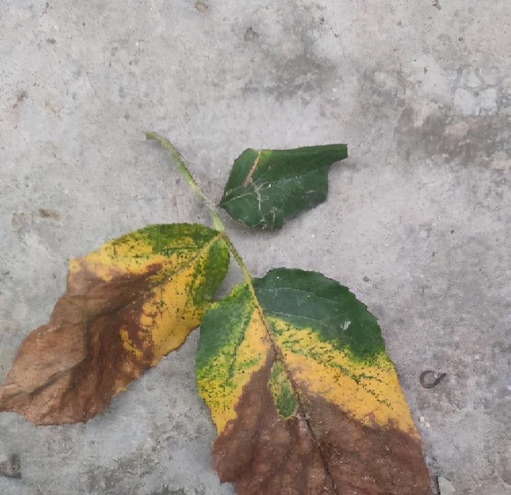 月季这样养,叶子一直绿油油的,满头花苞,美不胜收