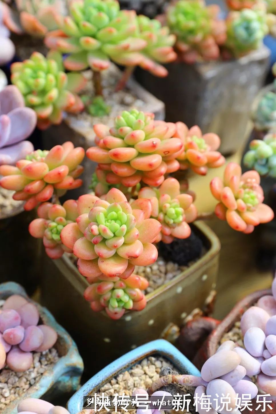 多肉植物|五月份多肉植物养护好好把握多肉入夏前的生长旺季!