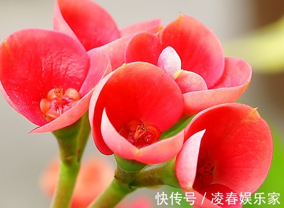 大戟科大戟属|适合懒人养的几朵花，比三角梅还能开花，花期养护超简单