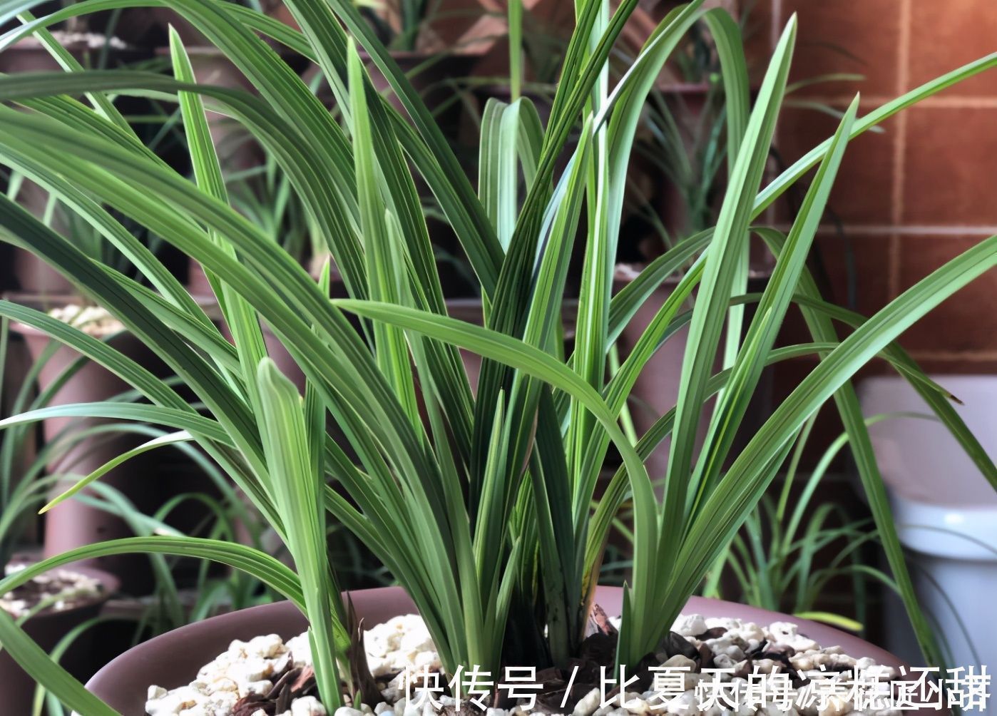 多元素|兰花开完花后,早点给它做好3点,根系长满盆,新芽蹭蹭往外冒