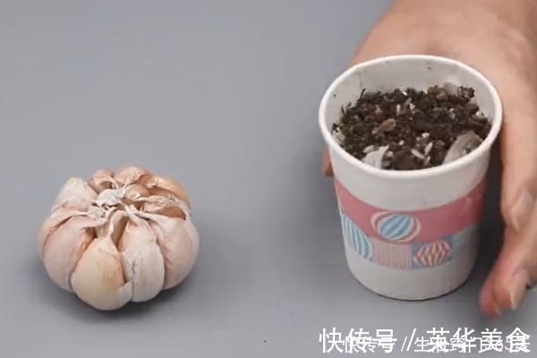 一次性纸杯里放一颗大蒜,摆在阳台作用太棒了,邻居见了纷纷学