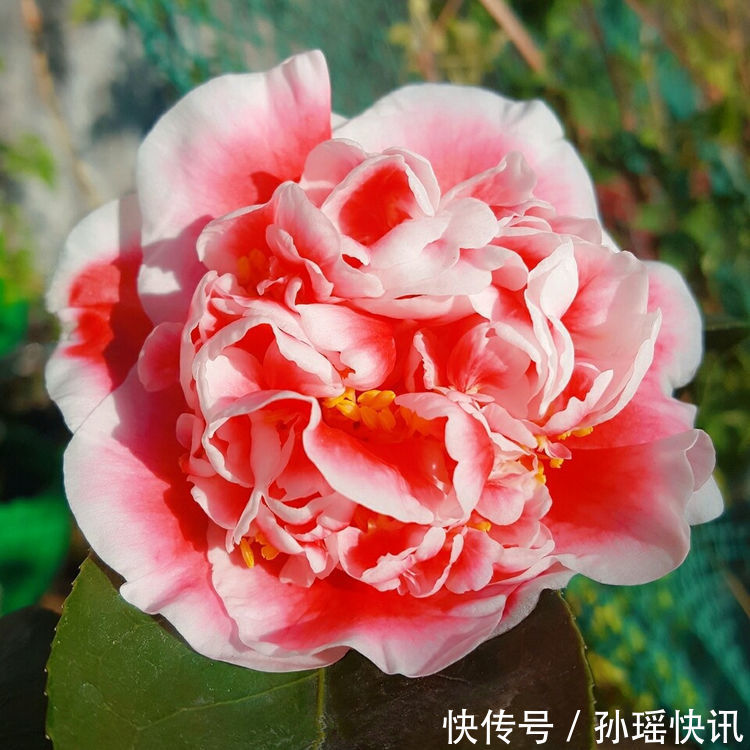 盆景|此龙火珠,比牡丹花还漂亮,花期长,养护简单,还可做盆景