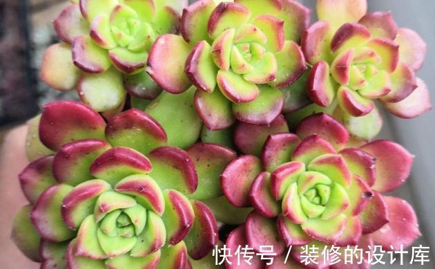 多肉|养花试试这几款，红色的叶尖点缀着叶片，非常优美