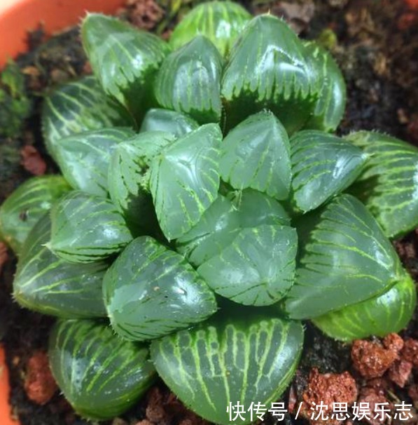 玉露|夏日炎炎，玉露就得“这么养”，能让叶子肉嘟嘟，更有养花体验