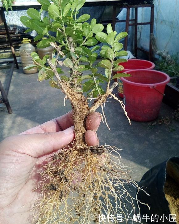 老枝|黄杨修剪后的枝条不要丢，木质化老枝也能扦插，一年后又变盆景了