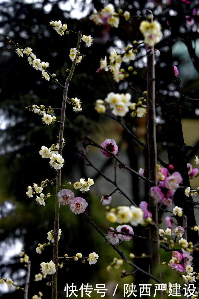 中年|新虹桥花园随记【严建设】