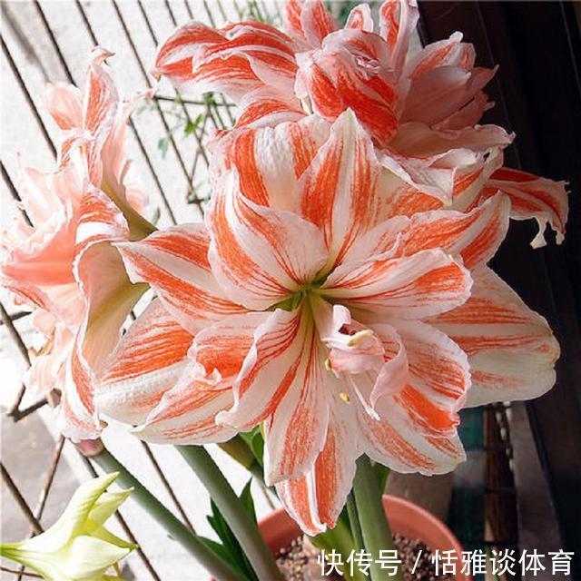 朱顶红花枝亭亭玉立,掌握盆栽催花技巧,促进一年多次开花