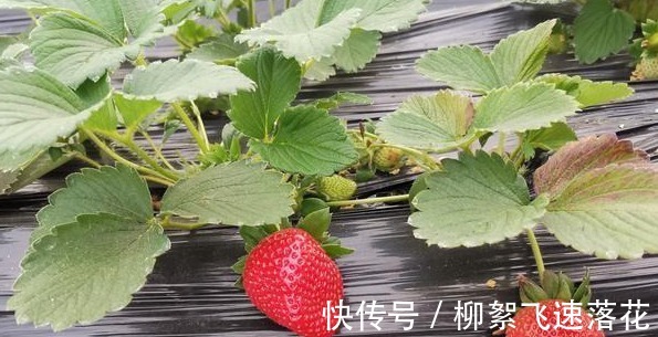 农药|你会挑选好草莓么,知道这些窍门么!