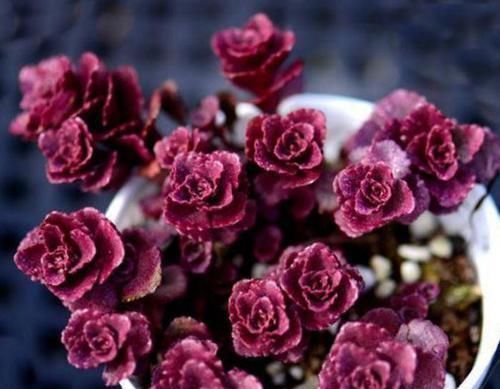 养花|养花就养4种花,漂亮好养,随便养1盆,比香水好闻,比牡丹更好看