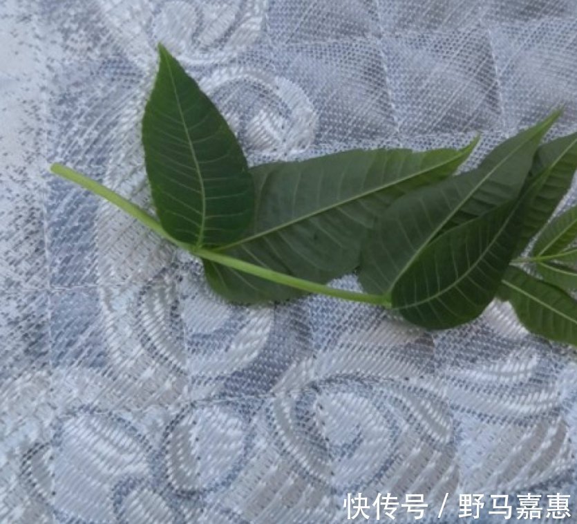 香椿|吃了半辈子香椿,却没见过这玩意,扔土里一种,半个月就长叶子