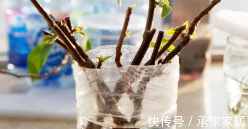 泥炭土|扦插三角梅,该怎么获取成功?抓住3点,枝条轻松变成小花苗