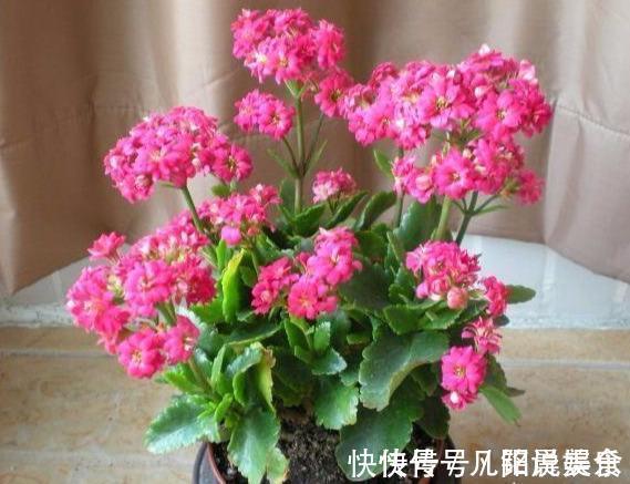 植株|刚买的长寿花，换盆做好“3件事”，蹭蹭长新芽，开花就爆盆