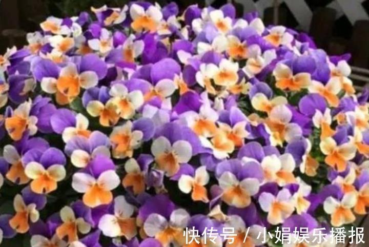 茶花|4种花很好养,耐热耐晒更耐旱,养一盆一年四季都在开!