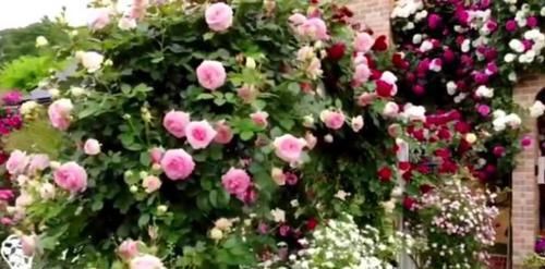 好养|号称开花机器的4种花,能开花一整年,好看又好养,室内也能栽