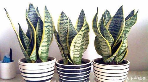 浇水|家里养3种花,不能多浇水,否则黄叶又烂根!