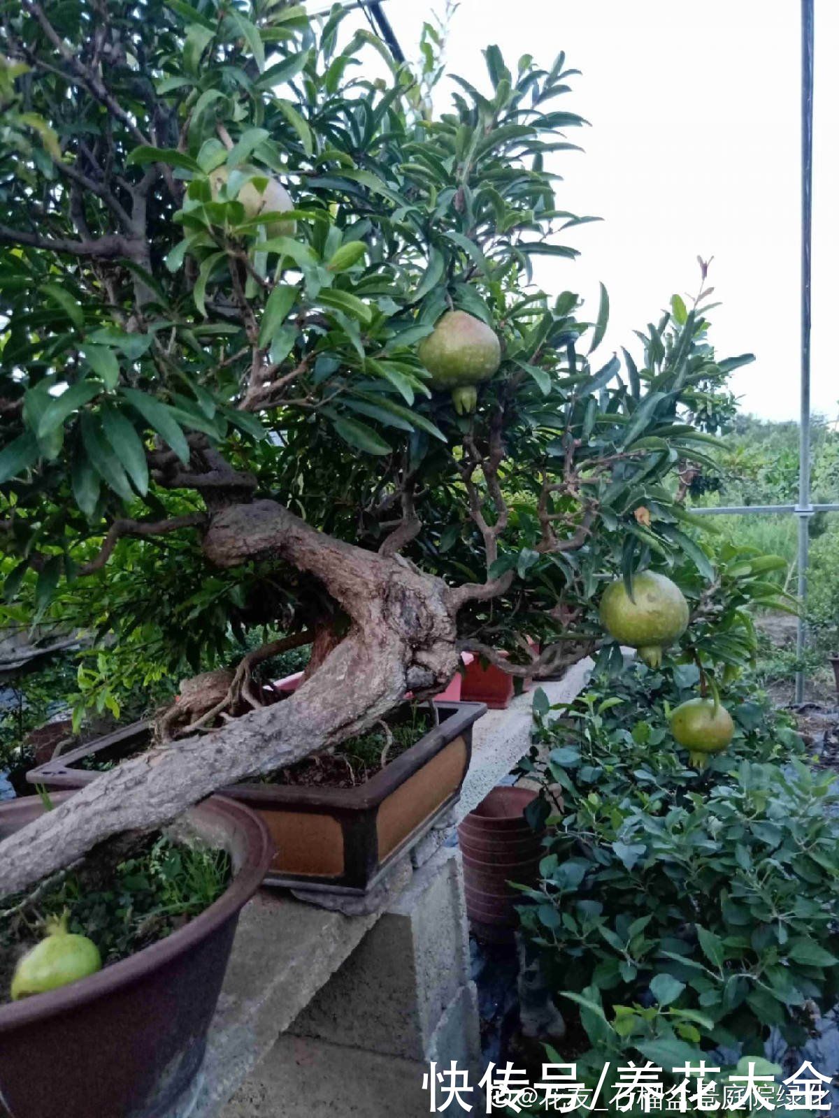 石榴树|2种果树，不仅能结果，修剪好了还能做盆景