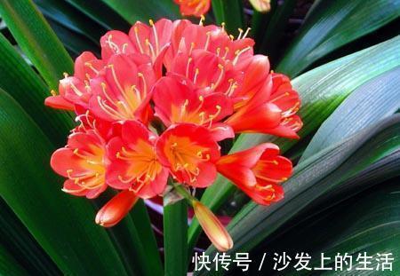 鱼肠|秋冬土里掺点它，君子兰，蟹爪兰，疯狂开花，叶子绿出油