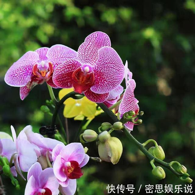 仙客来|被称为“夏必死”的8种花,我却喜欢买一些,因为能“省”不少钱