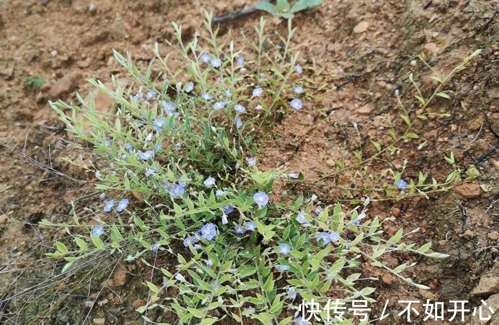 炖肉|农村一种奇特野草,香味似桂皮,用来炖鸡很美味,还能养胃健脾