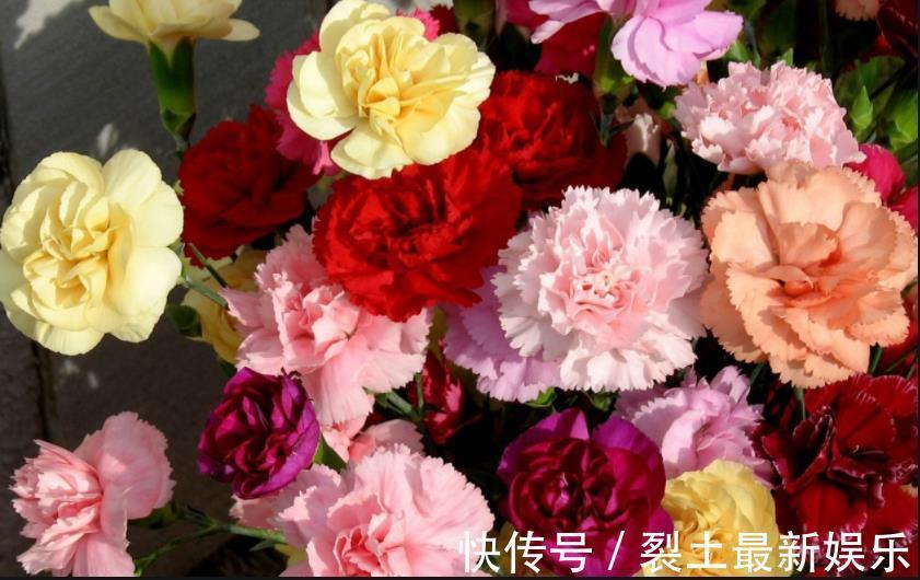 有钱人最喜欢养“3种花”，四季都开花，镇宅又招财，比绿萝好养