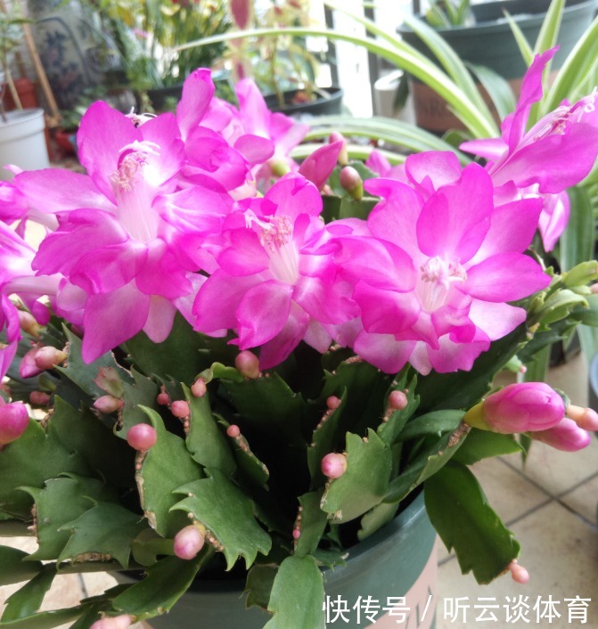 花芽|蟹爪兰长出这种叶子,立马掰掉它,嗖嗖冒花苞!