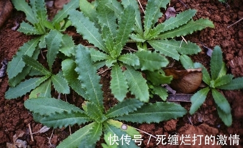 野菜|这种野草俗称恶鸡婆，农村常用来喂猪，如今却是极品野菜