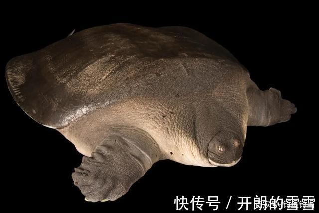 胆大包天，钓到鼋竟然敢网上公开叫卖！是钓鱼人的愚昧还是无知