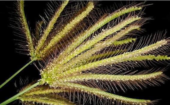 虎尾草|农村3种不起眼的野草,专治脚气、香港脚,不花一毛钱就能治好