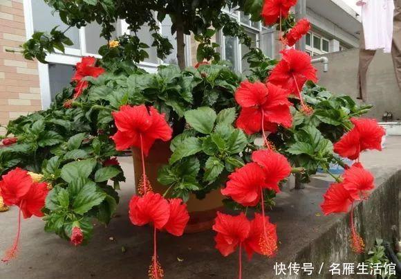 这1种“花期”最长的植物,俗称“大红花”,花如拳头大,开300天