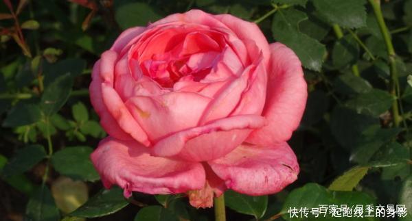 十大浓香月季排行榜,开花比香水还好闻,你喜欢哪种