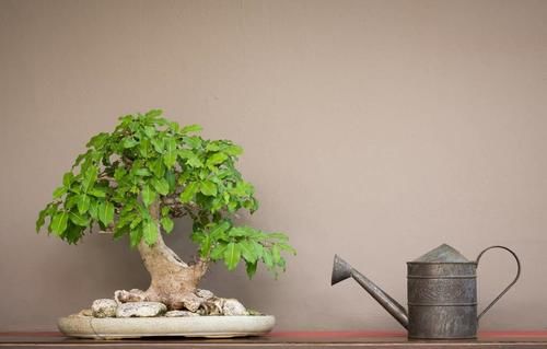 能给盆景造成危害的7个方面，要避开这些方面，容易养出好状态