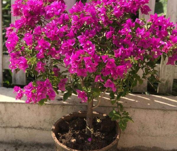 三角梅迟迟不开花,4个方法催花,2个月后就开花,又多又鲜艳